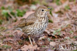 Zanglijster (Turdus philomelos)