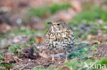 Song Thrush (Turdus philomelos)