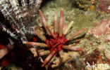 Lance urchin (Phyllacanthus imperialis)