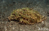 Tube sea anemone