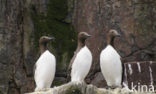 Guillemot