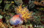 sea cucumber (Holothuria spec.)