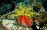 sea cucumber (Holothuria spec.)