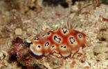 nudibranch (Chromodoris leopardus)