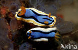 Zeenaaktslak (Chromodoris annae)