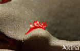 Seaslug