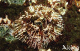 Barnacle (Tetraclita spec.)