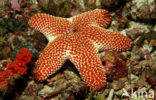 starfish (Asterias spec)