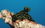Sea slug (Nembrotha kubaryana)