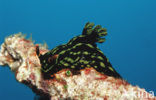 Sea slug (Nembrotha kubaryana)
