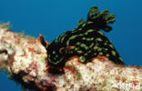 Sea slug (Nembrotha kubaryana)