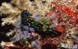 Sea slug (Nembrotha kubaryana)