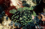 Sea slug (Nembrotha kubaryana)