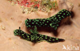 zwart groene naaktslak (Nembrotha kubaryana)