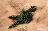 zwart groene naaktslak (Nembrotha kubaryana)