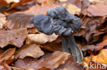 Zwarte kluifzwam (Helvella lacunosa)