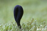 Zwarte truffelknotszwam (Cordyceps ophioglossoides) 