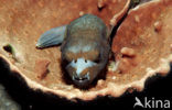 Blackspotted puffer (Arothron nigropunctatus)