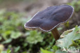 Common Cavalier (Melanoleuca polioleuca)