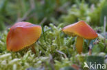 Zwartwordende wasplaat (Hygrocybe conica)