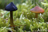 Zwartwordende wasplaat (Hygrocybe conica)