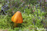 Zwartwordende wasplaat (Hygrocybe conica)