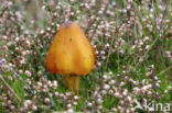 Blackening Waxcap (Hygrocybe conica)