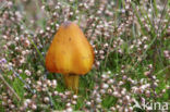 Zwartwordende wasplaat (Hygrocybe conica)