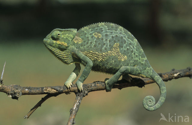 Chameleon (Chamaeleo)