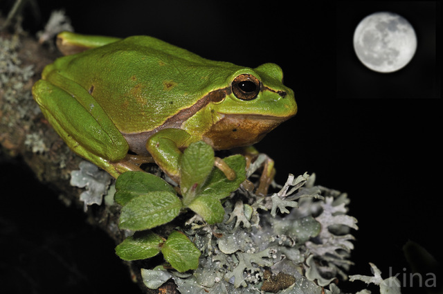 European Tree Frog (Hyla arborea)