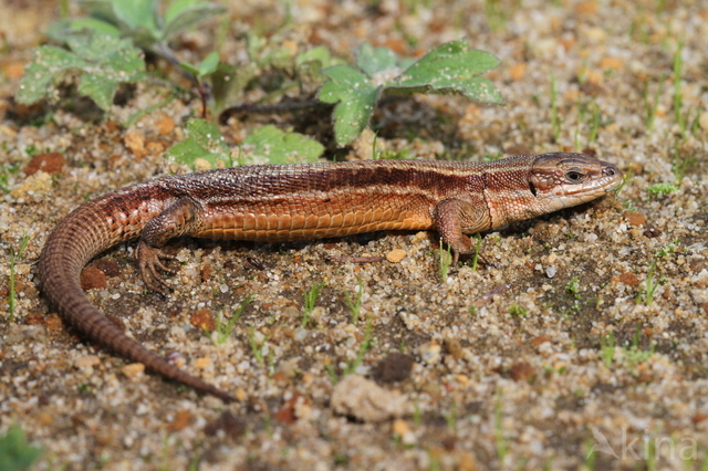 Levendbarende hagedis (Zootoca vivipara) 