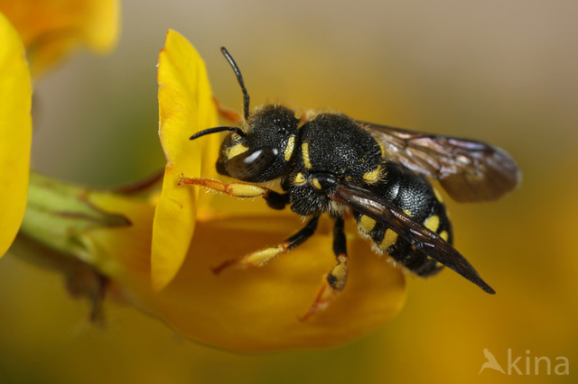 Resin bee (Anthidium strigatum)