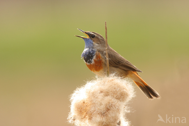 Blauwborst (Luscinia svecica)