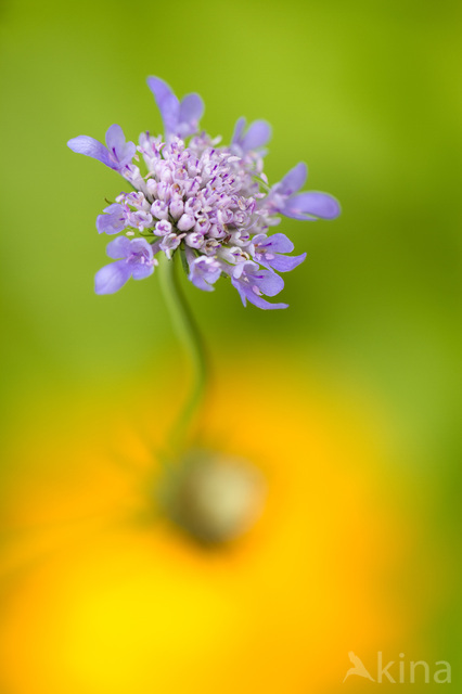 Small Scabious (Scabiosa columbaria)