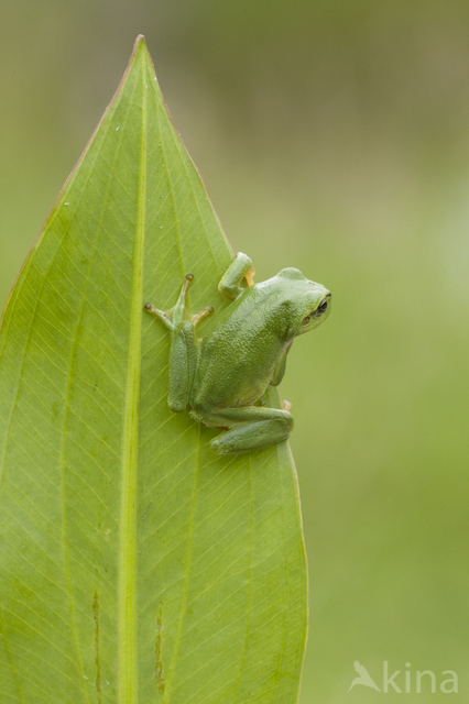 European Tree Frog (Hyla arborea)