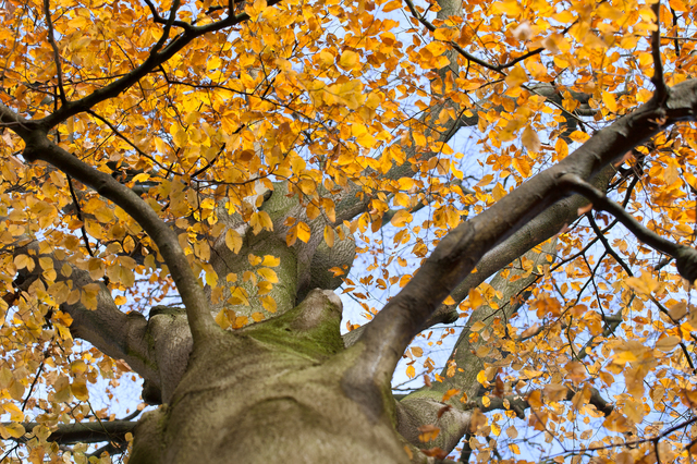 Beech (Fagus spec.)