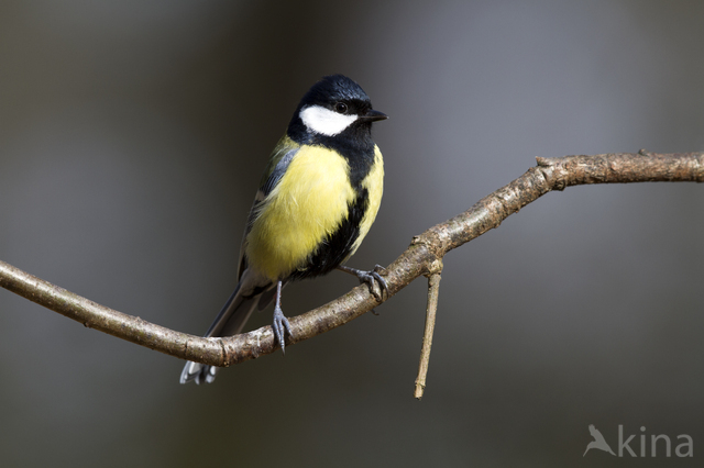 Great Tit (Parus major)