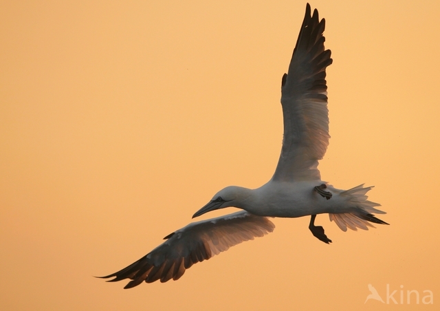 Northern Gannet (Morus bassanus)