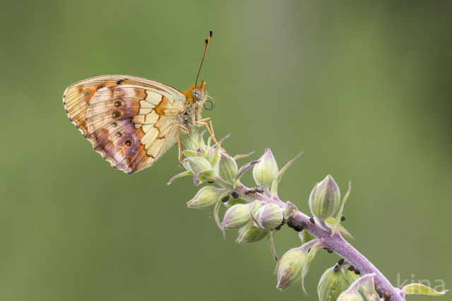 Lesser Marbled Fritillary (Brenthis ino)