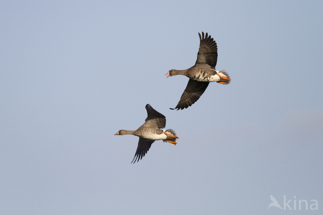 White-fronted goose (Anser albifrons)