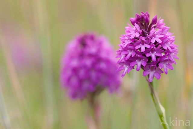 Pyramidal Orchid (Anacamptis pyramidalis)