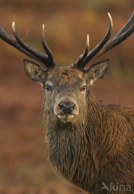 Red Deer (Cervus elaphus)