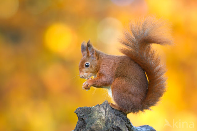 Red squirrel (Tamiasciurus hudsonicus)