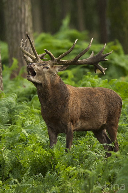 Red Deer (Cervus elaphus)