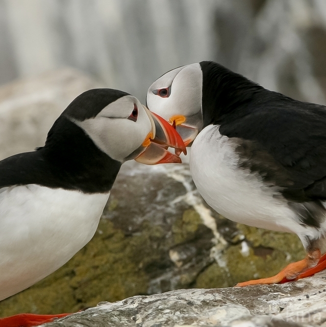 Atlantic Puffin (Fratercula arctica)