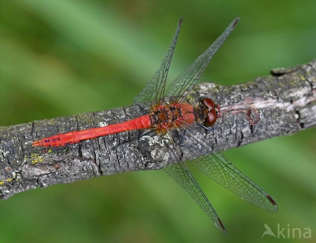 Ruddy Darter (Sympetrum sanguineum)