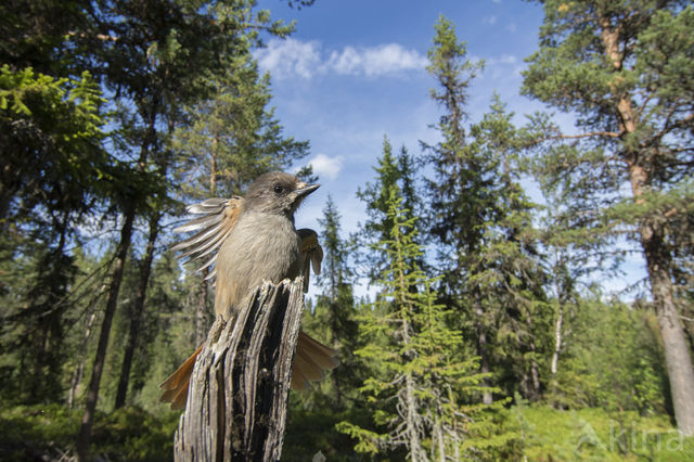 Siberian Jay (Perisoreus infaustus)