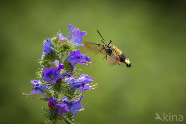 Glasvleugelpijlstaart (Hemaris fuciformis)