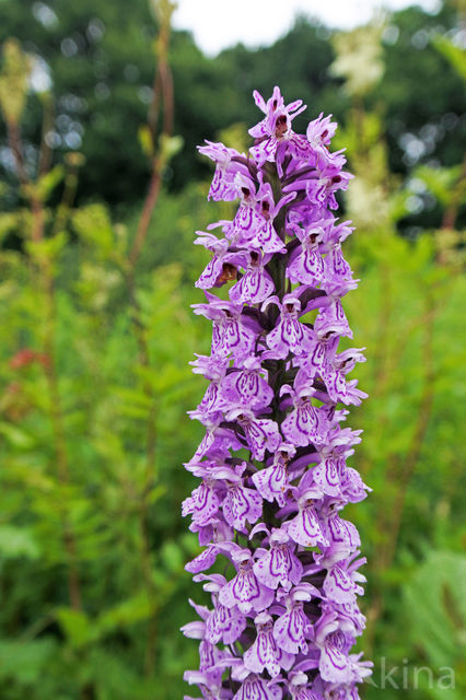 Gevlekte orchis (Dactylorhiza maculata)