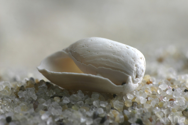 Blunt Bubble-shell (Retusa obtusa)